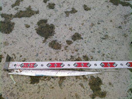 昨日に続いての釣行です‼